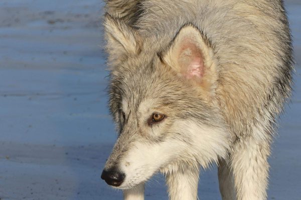 alice-on-the-beach-watermill-wolves