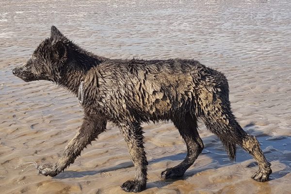 muddy-wolfie-puppy
