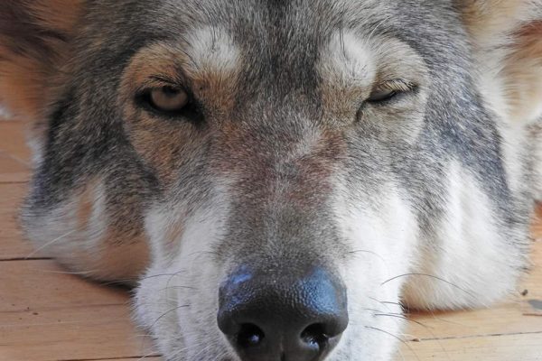 sleeping-wolfie-one-eye-open