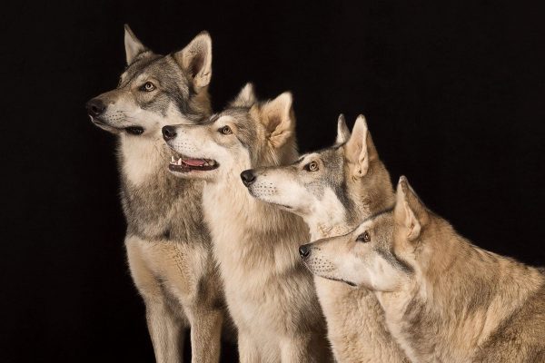 watermill-wolves-mother-and-children-side-on