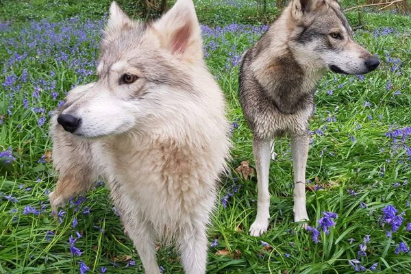 Wolfies in the Woods at Watermill Wolves